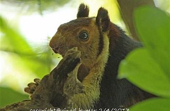 malabar squirrel1